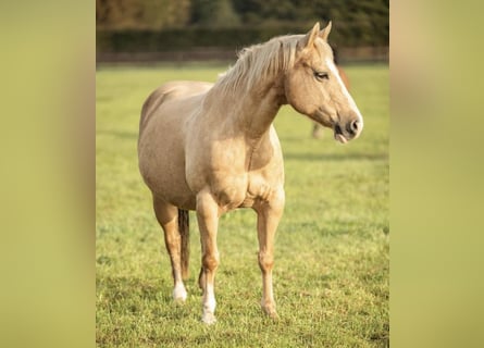 American Quarter Horse, Mare, 17 years, 14,2 hh, Palomino