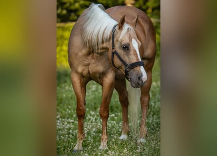 American Quarter Horse, Mare, 18 years, 14.1 hh, Palomino