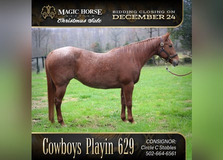 American Quarter Horse, Mare, 18 years, 15 hh, Roan-Red