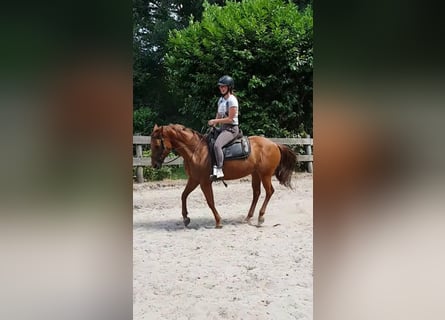 American Quarter Horse, Mare, 19 years, 14,1 hh, Chestnut-Red