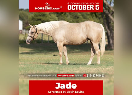 American Quarter Horse, Mare, 19 years, 15 hh, Palomino