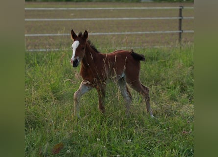 American Quarter Horse, Mare, 1 year, 14,1 hh, Brown