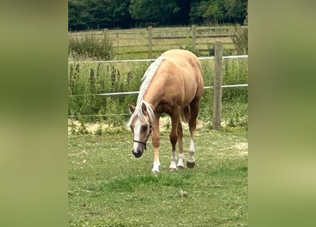 American Quarter Horse, Mare, 1 year, 14,1 hh, Palomino