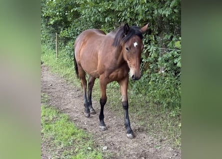 American Quarter Horse Mix, Mare, 1 year, 14.2 hh, Brown