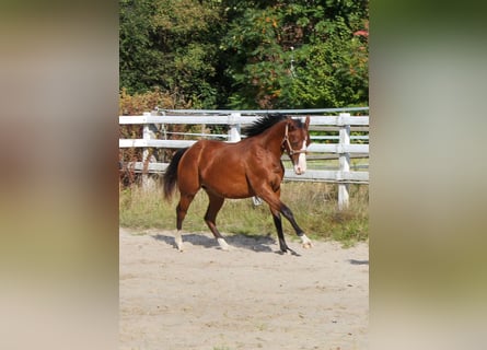 American Quarter Horse, Mare, 1 year, 14.2 hh, Brown