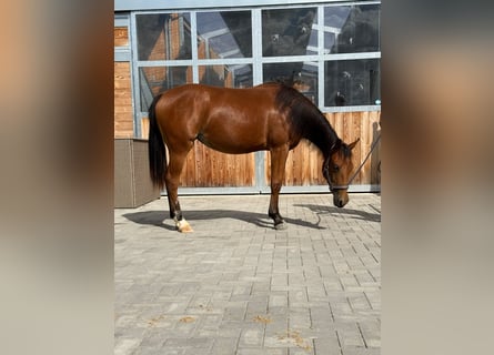 American Quarter Horse, Mare, 1 year, 14.2 hh, Brown