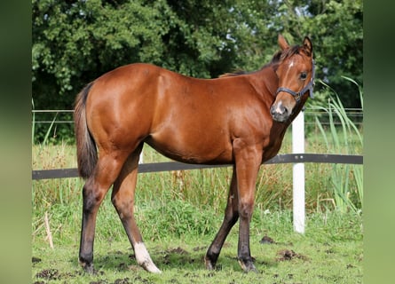 American Quarter Horse, Mare, 1 year, 14.2 hh, Brown