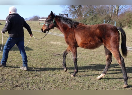 American Quarter Horse, Mare, 1 year, 14.2 hh, Brown