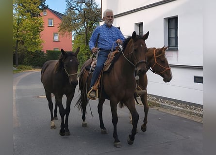 American Quarter Horse, Mare, 1 year, 14.2 hh, Brown