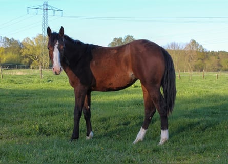 American Quarter Horse, Mare, 1 year, 14.2 hh, Brown