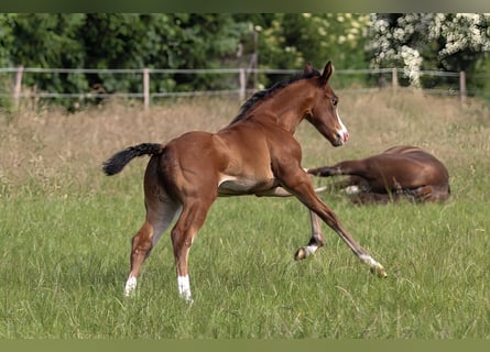 American Quarter Horse, Mare, 1 year, 14.2 hh, Brown