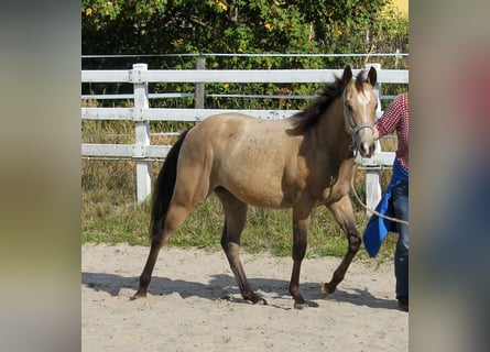 American Quarter Horse, Mare, 1 year, 14.2 hh, Buckskin