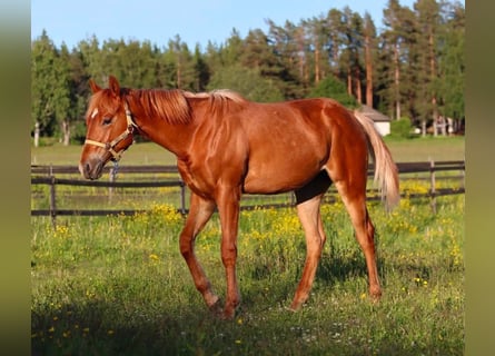 American Quarter Horse, Mare, 1 year, 14.2 hh, Chestnut-Red