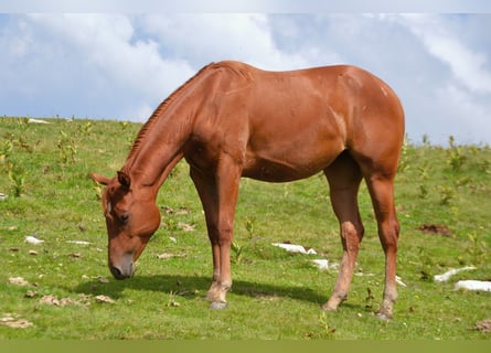 American Quarter Horse, Mare, 1 year, 14,2 hh, Chestnut