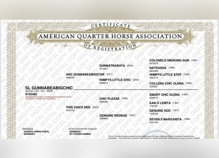 American Quarter Horse, Mare, 1 year, 14.2 hh, Dunalino