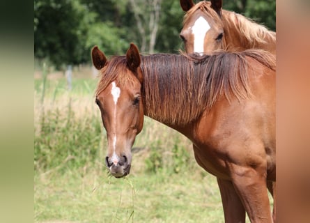 American Quarter Horse, Mare, 1 year, 14.3 hh, Chestnut