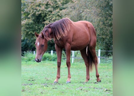 American Quarter Horse, Mare, 1 year, 14,3 hh, Chestnut