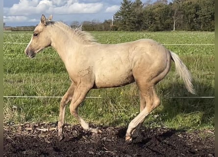 American Quarter Horse, Mare, 1 year, 14.3 hh, Palomino