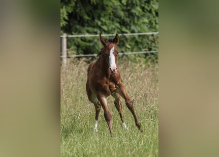 American Quarter Horse, Mare, 1 year, 14,2 hh, Brown