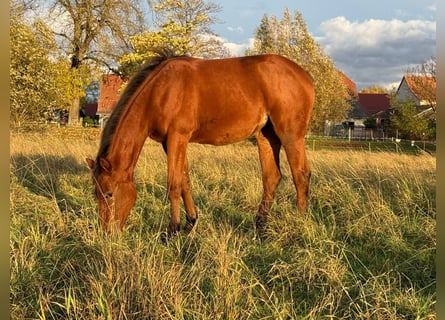 American Quarter Horse, Mare, 1 year, 14,2 hh, Brown