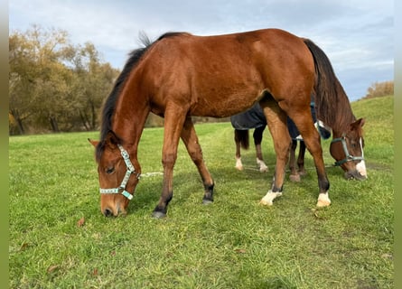American Quarter Horse, Mare, 1 year, 14,2 hh, Brown
