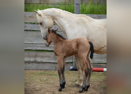 American Quarter Horse, Mare, 1 year, 14,2 hh, Buckskin
