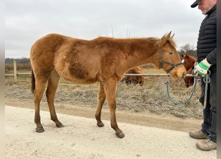 American Quarter Horse, Mare, 1 year, 14,2 hh, Champagne