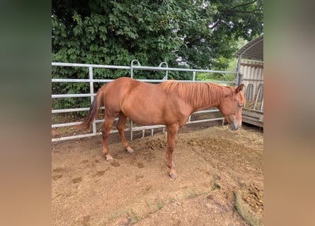 American Quarter Horse, Mare, 1 year, 14,2 hh, Chestnut-Red