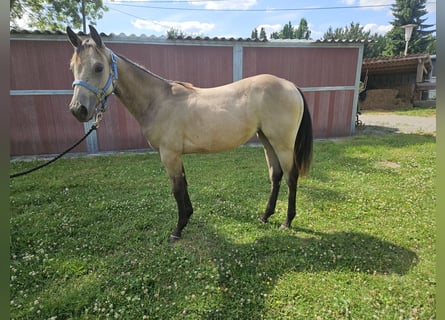 American Quarter Horse, Mare, 1 year, 14,3 hh, Buckskin