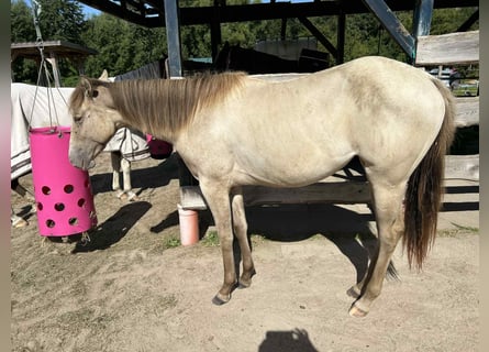 American Quarter Horse, Mare, 1 year, 14,3 hh, Champagne