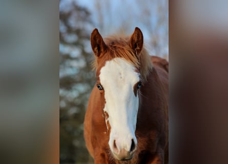 American Quarter Horse, Mare, 1 year, 14,3 hh, Chestnut-Red