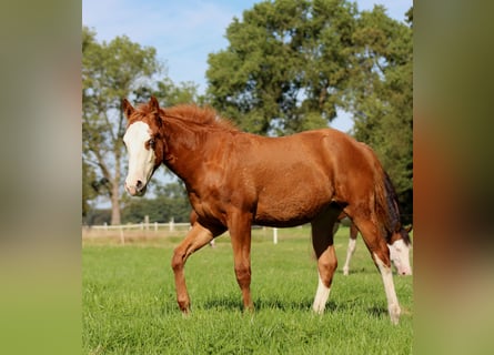 American Quarter Horse, Mare, 1 year, 14,3 hh, Chestnut-Red