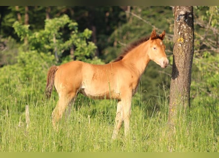 American Quarter Horse Mix, Mare, 1 year, 15.1 hh, Champagne