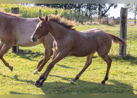 American Quarter Horse, Mare, 1 year, 15,1 hh, Roan-Bay