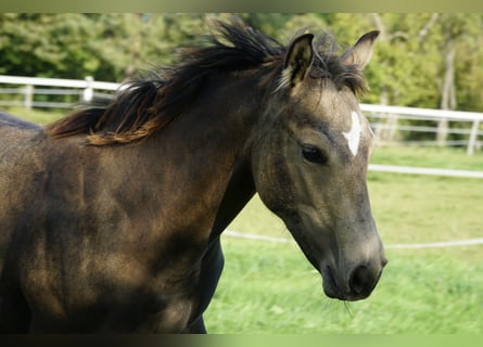 American Quarter Horse, Mare, 1 year, 15 hh, Buckskin