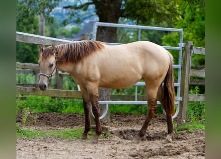 American Quarter Horse, Mare, 1 year, 15 hh, Buckskin