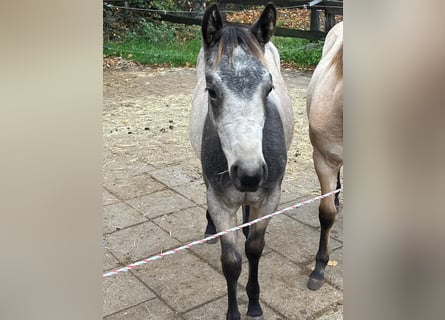 American Quarter Horse, Mare, 1 year, 15 hh, Buckskin