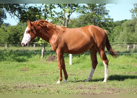 American Quarter Horse, Mare, 1 year, 15 hh, Chestnut-Red