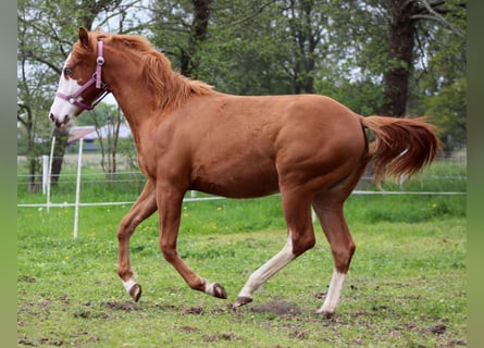 American Quarter Horse, Mare, 1 year, 15 hh, Chestnut-Red