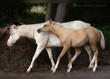 American Quarter Horse, Mare, 1 year, 15 hh, Palomino