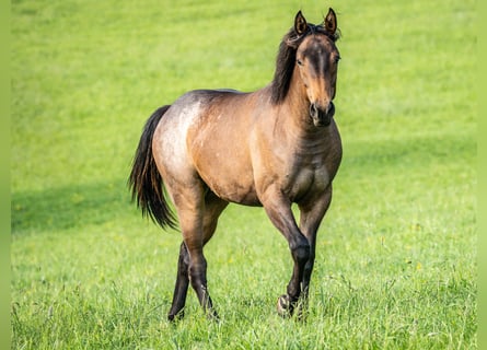 American Quarter Horse, Mare, 1 year, 15 hh, Roan-Bay