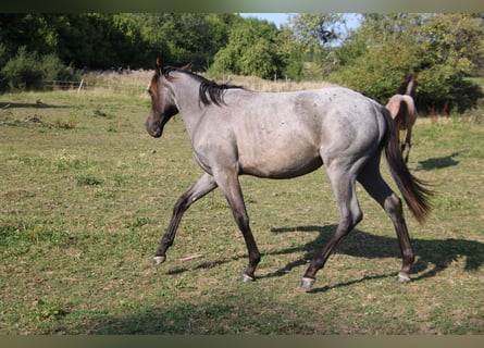 American Quarter Horse, Mare, 1 year, 15 hh, Roan-Blue
