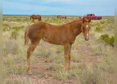 American Quarter Horse, Mare, 1 year, 15 hh, Sorrel