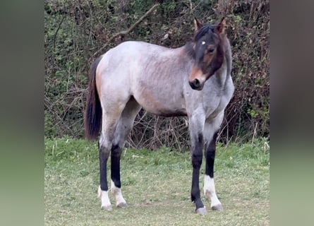 American Quarter Horse, Mare, 1 year, 16 hh, Roan-Bay
