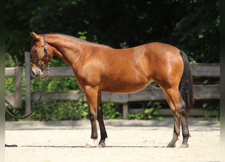 American Quarter Horse, Mare, 1 year, Brown
