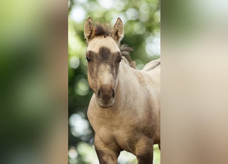 American Quarter Horse, Mare, 1 year, Buckskin