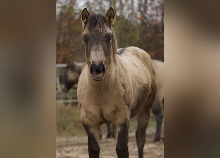 American Quarter Horse, Mare, 1 year, Buckskin