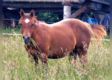 American Quarter Horse, Mare, 1 year, Chestnut-Red