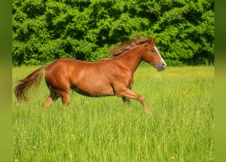 American Quarter Horse, Mare, 1 year, Chestnut-Red
