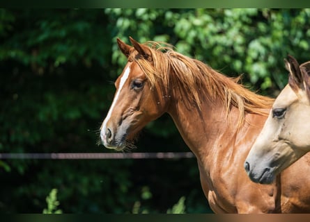 American Quarter Horse, Mare, 1 year, Chestnut-Red